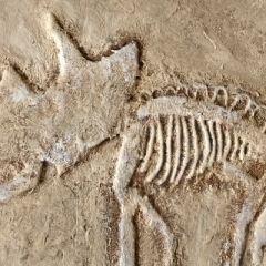 fossilienbild_2020_4