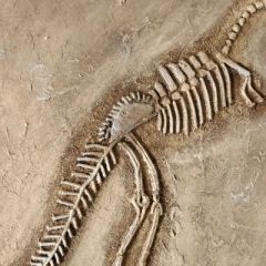fossilienbild_2020_6